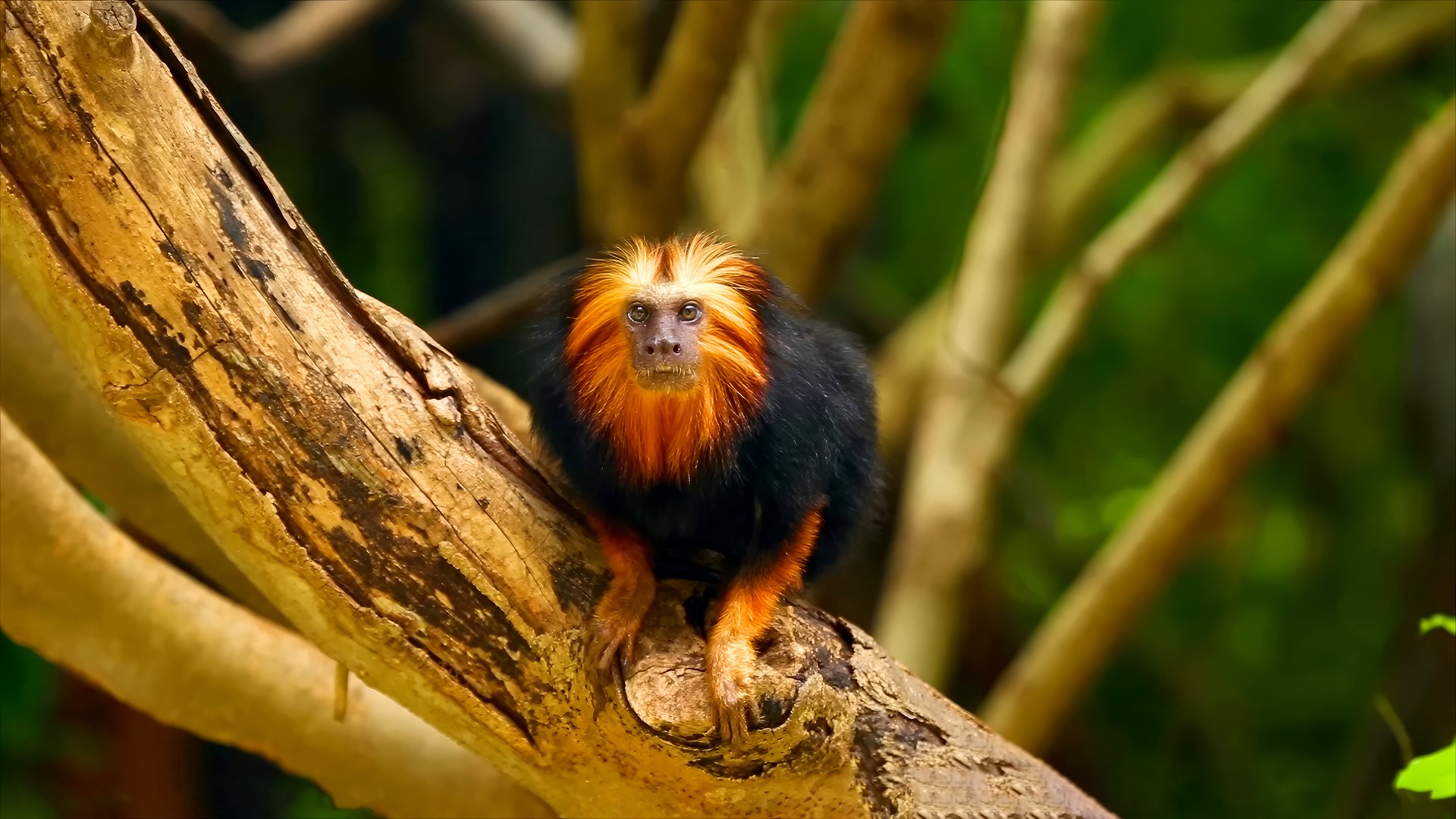 Living Planet Report