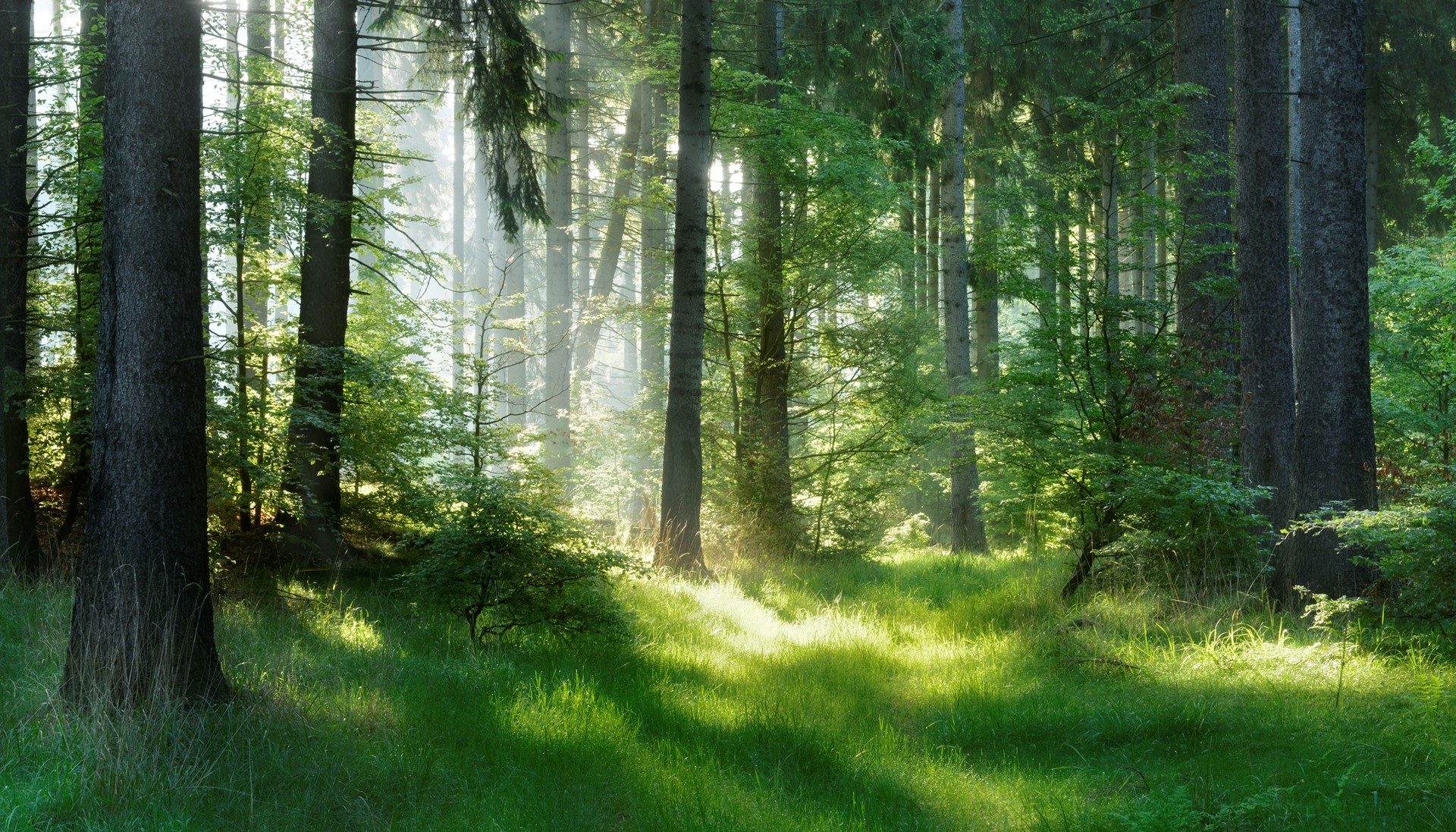 Boreal Forest